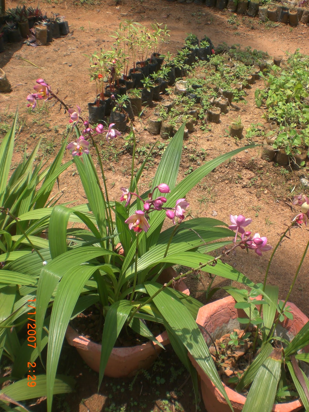 Crotons World Ground Orchid Buy Plants in Chennai India