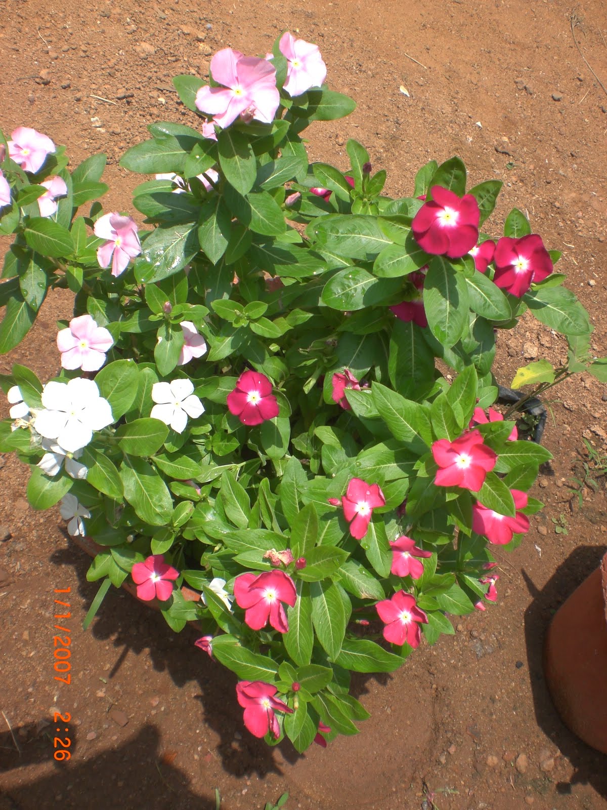 Crotons World Vinca rosea Buy Plants in Chennai India