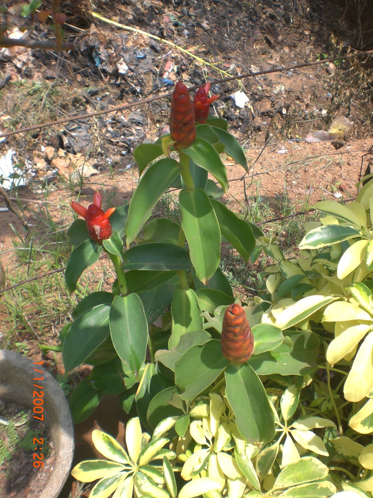 Crotons World Shampoo Ginger Plant Buy Plants in Chennai India