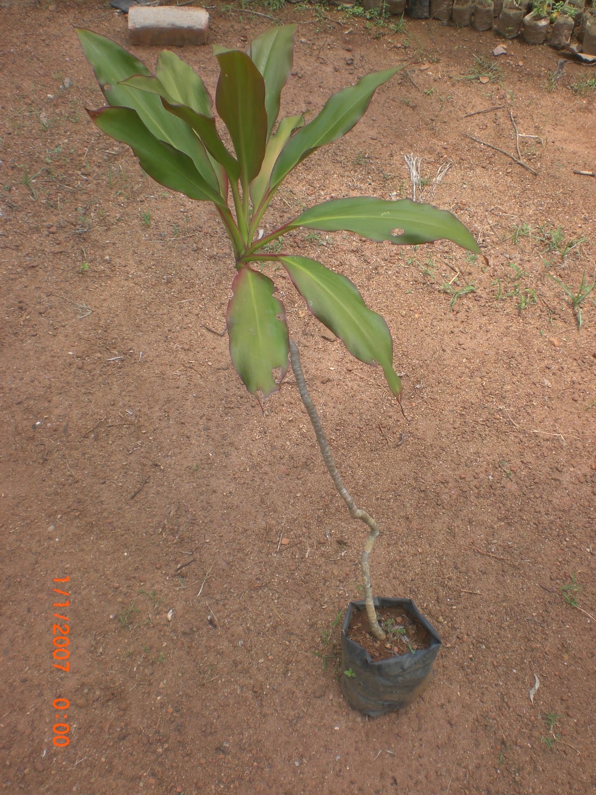 Crotons World Dracaena Plants Buy Plants in Chennai India