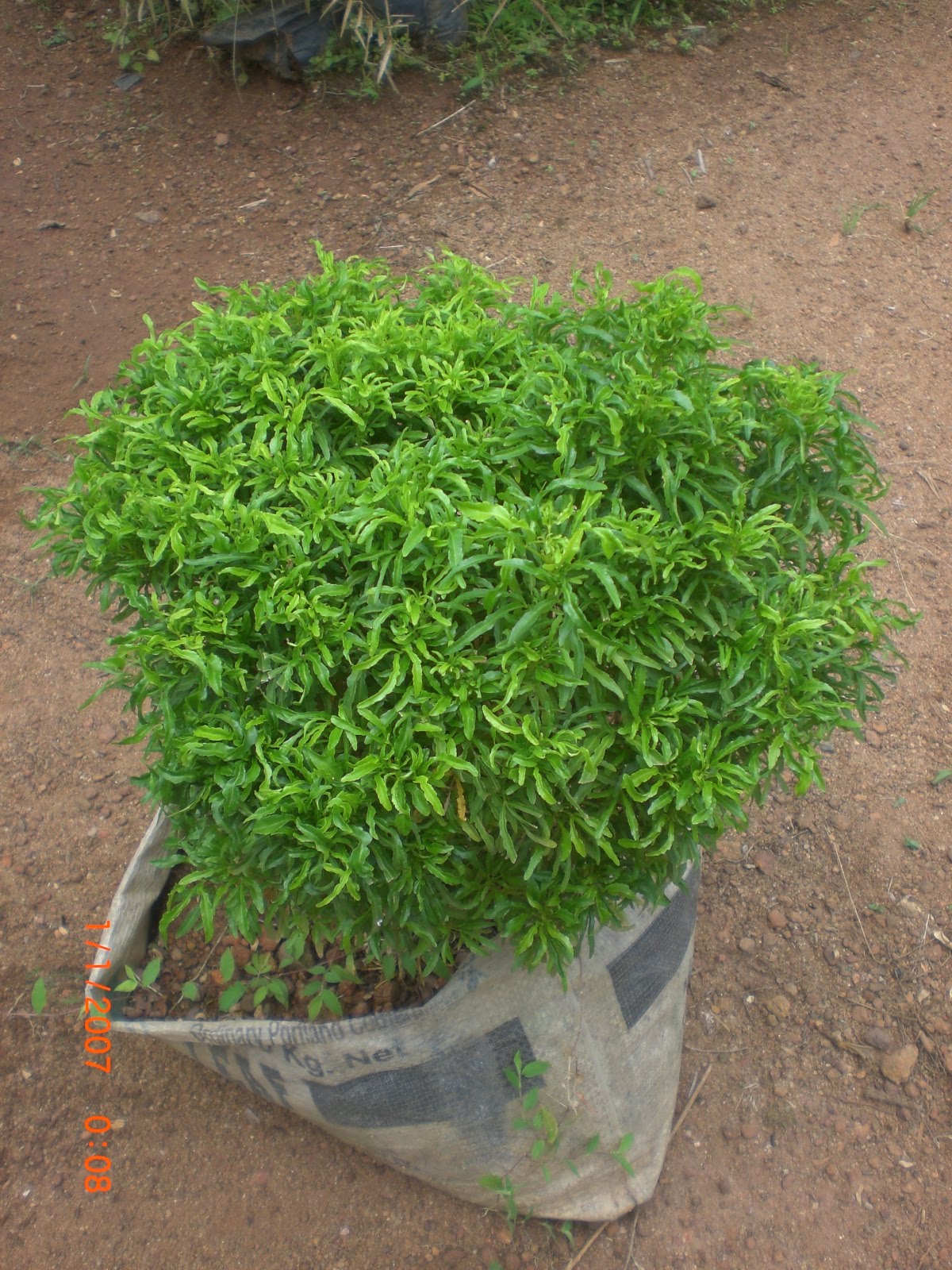 Crotons World Aralia Bush Buy Plants in Chennai India