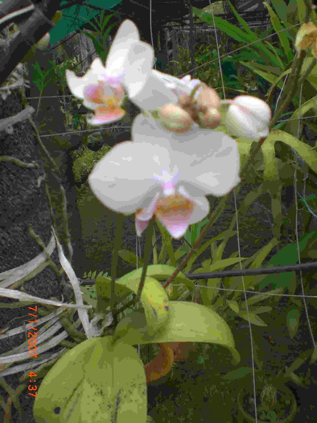 Crotons World orchid plants Buy Plants in Chennai India