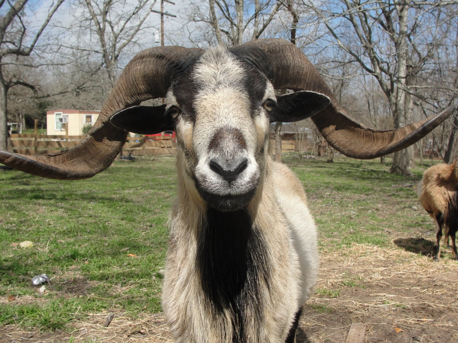 BlackFarmSatArielginTX: BLACKBELLY BARBADO RAM ABYSMAL