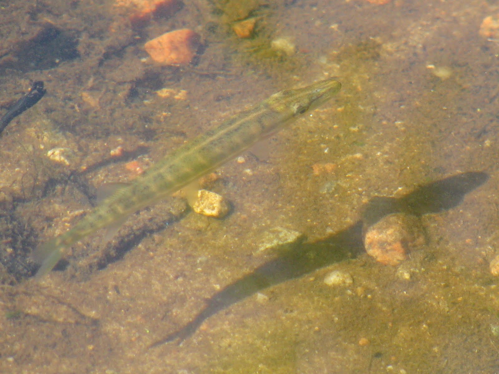 Circling the Smiling Pond Fish nests [UPDATED]