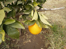 El limón de mi planta no era limón ¡ era naranja!!!