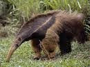 Yurumí: es el nombre en guaraní que recibe el oso hormiguero.