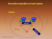 ImmunoTrends: Conditional inactivation of a gene using a Cre/loxP ...