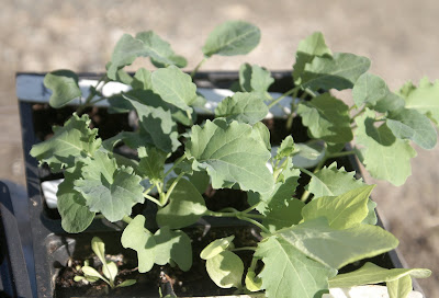 kale seedlings falling over kale seedlings falling over