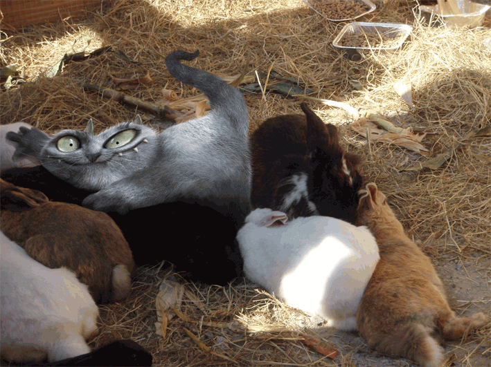 [GoubliboulgaChatBouboule.gif]