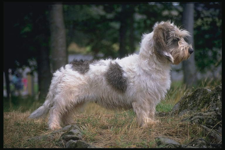 List dog breed: pictures of dog prints - weinheimer dog pictures