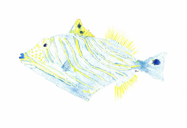 Pescadotes: striped triggerfish