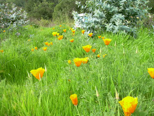 Amarillo y verde.