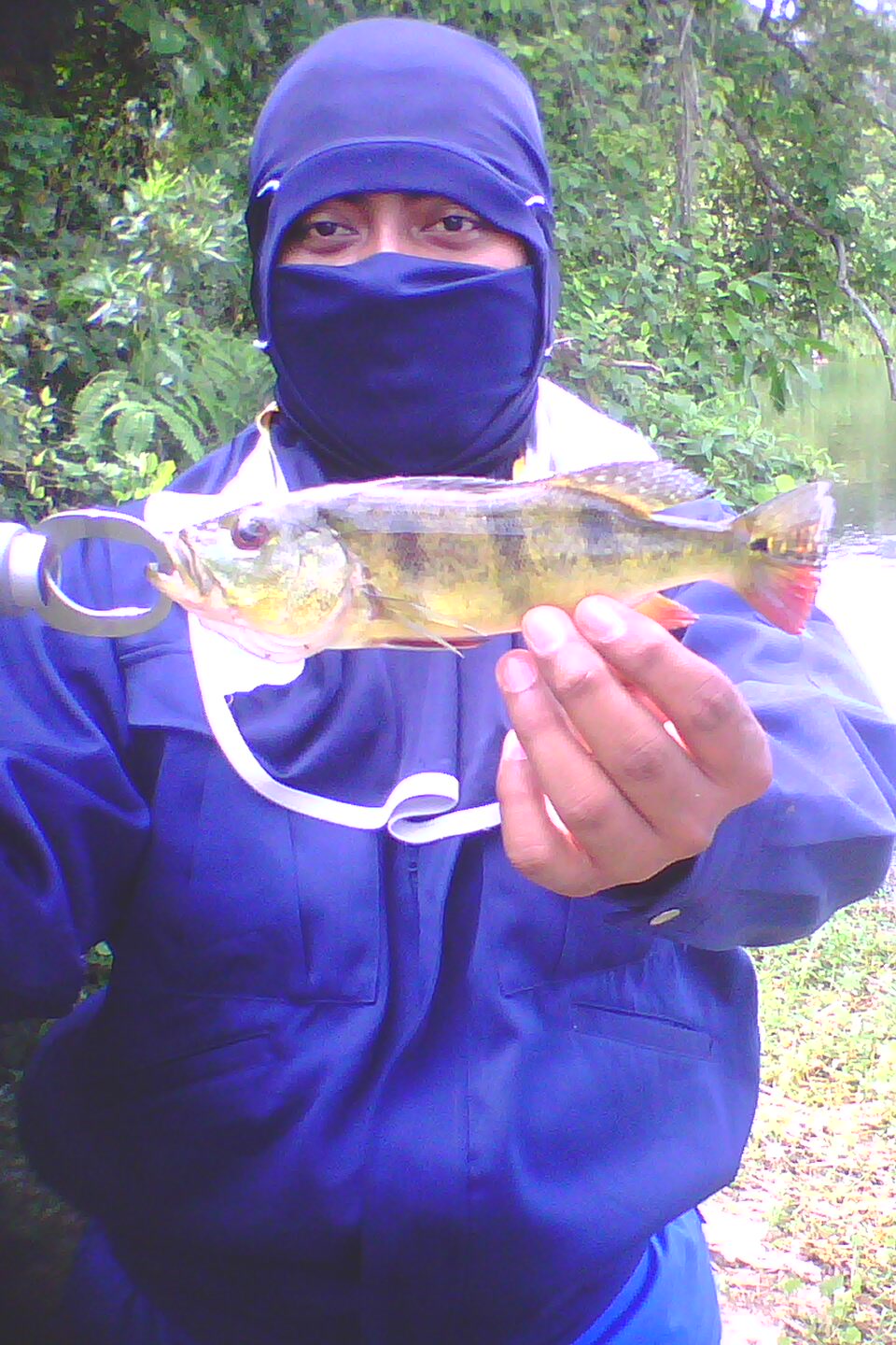 akudia&pancing