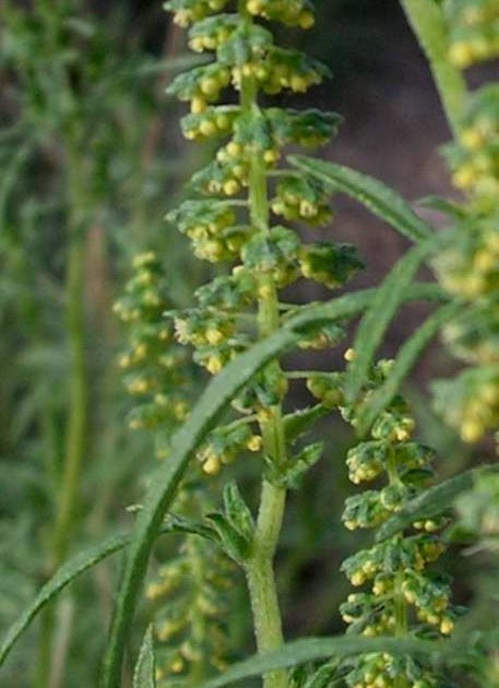 Nature Abhors a Garden: Ragweed