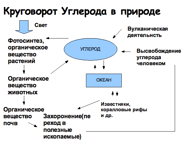 Круговорот углерода в природе схема. Биохимический цикл углерода схема кратко. Рамад, 1981). Биологический круговорот углерода схема. Сообщение по химии круговорот углерода в природе.