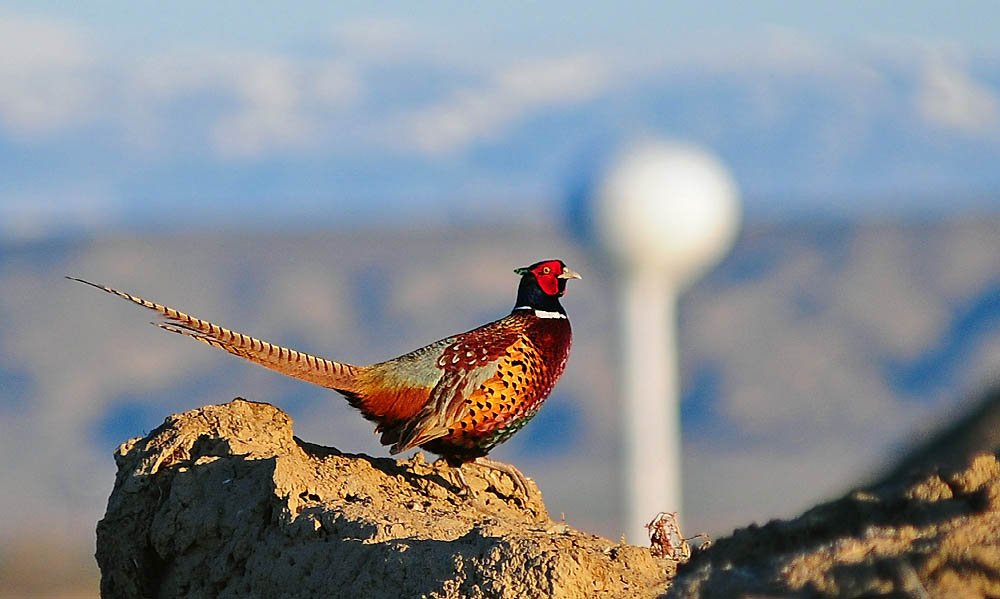 Wyoming Photos Powell Pheasant