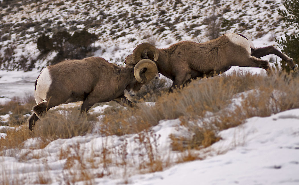 Wyoming Photos Rams