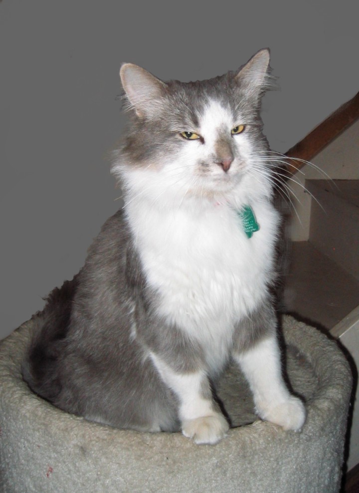 the-animal-cabin-can-wild-cats-be-tamed