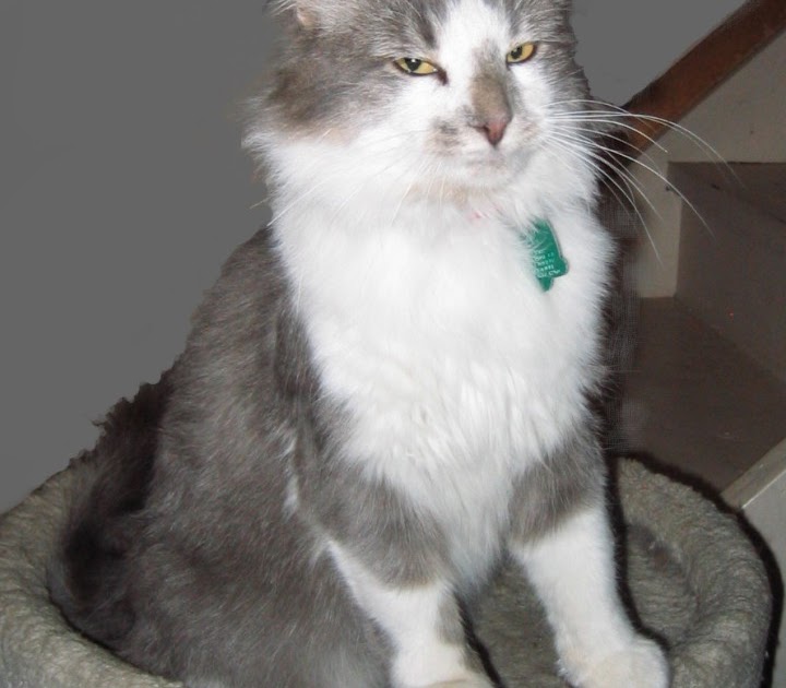 the-animal-cabin-can-wild-cats-be-tamed