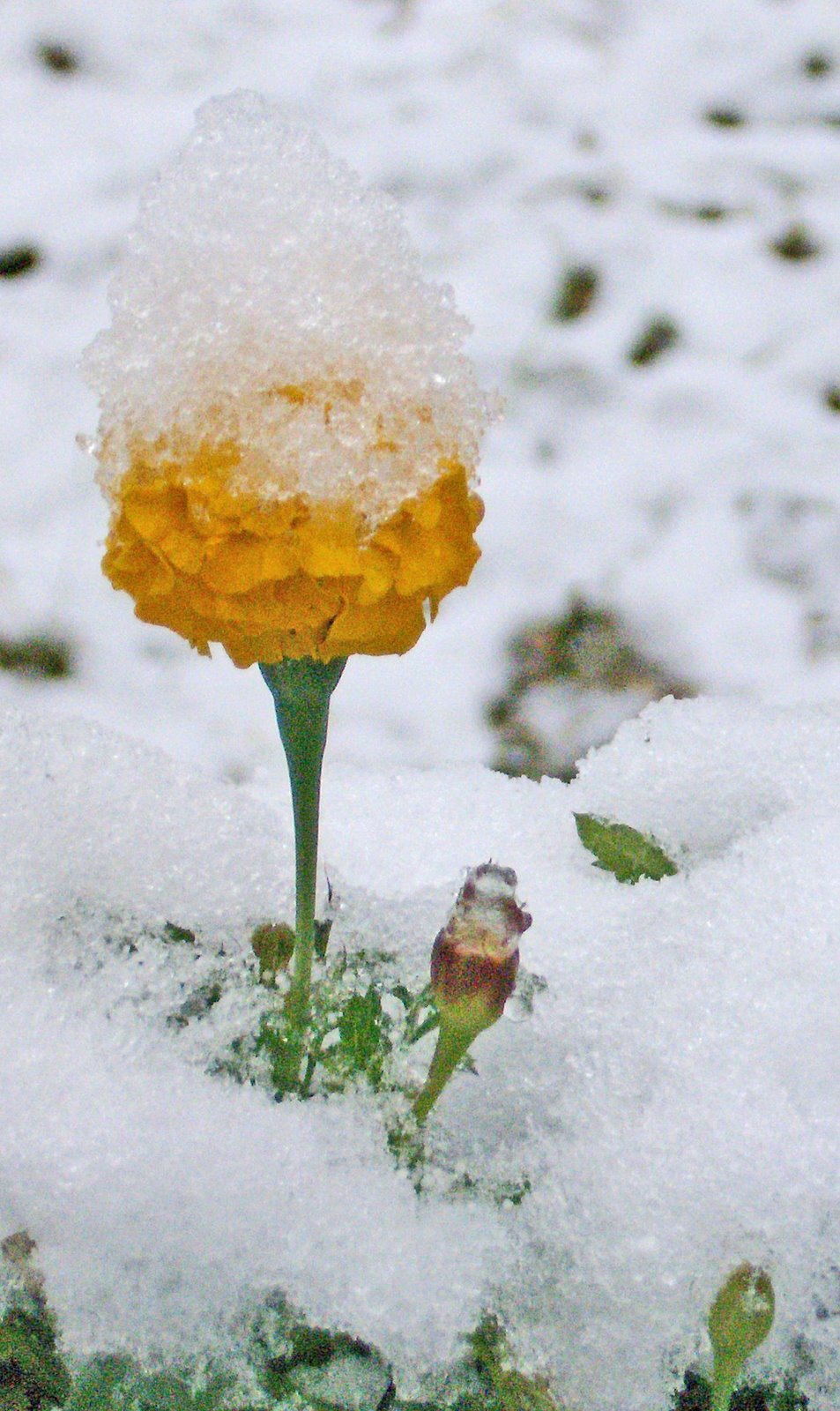 [HPIM6311_edited-1.jpg]