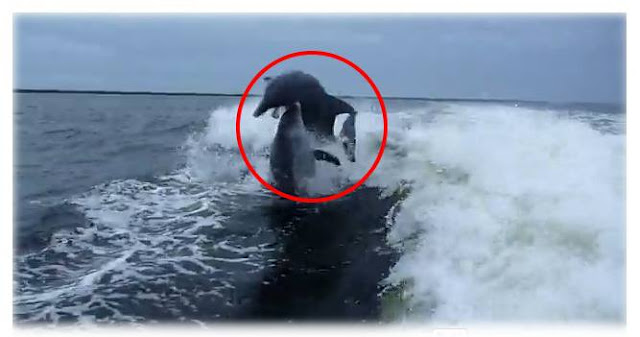 海豚對撞 - 海豚對撞影片 Dolphin Collision