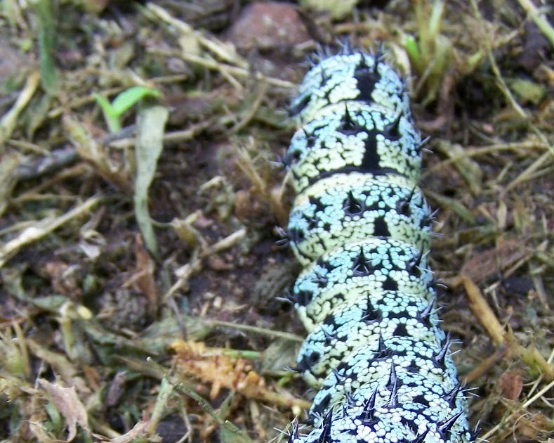 South African Photographs The biggest, fattest caterpillar I have ever
