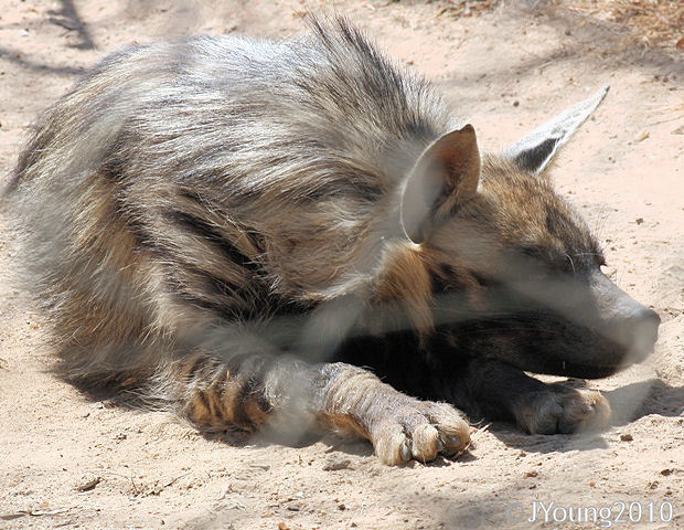 South African Photographs: Hyena/Hyaena and friends