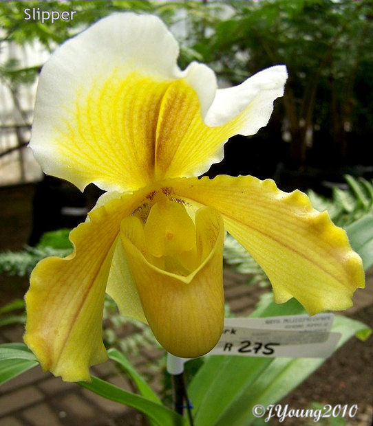 South African Photographs Orchid Show Part 3