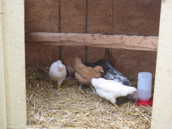 [chickensincoop.jpg]