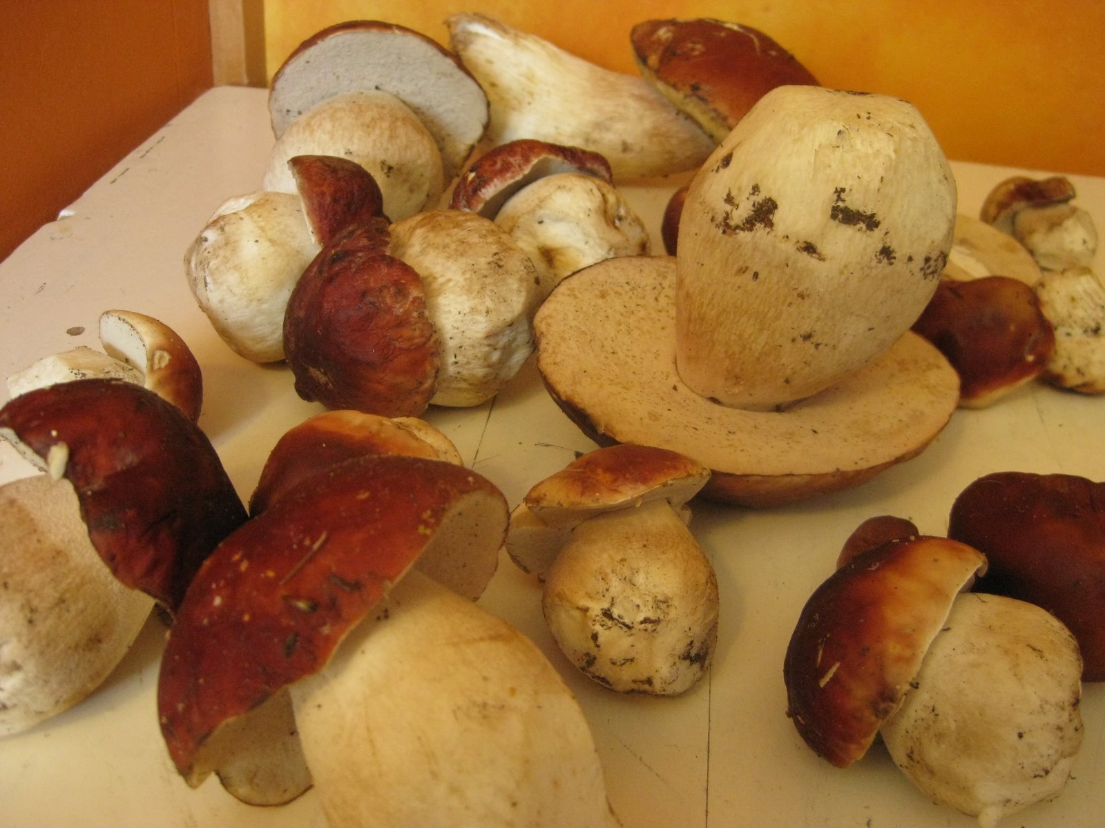 [mushroomhaul.JPG]