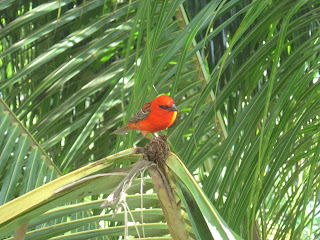La Réunion 2007/2008: petit oiseau rouge = le cardinal
