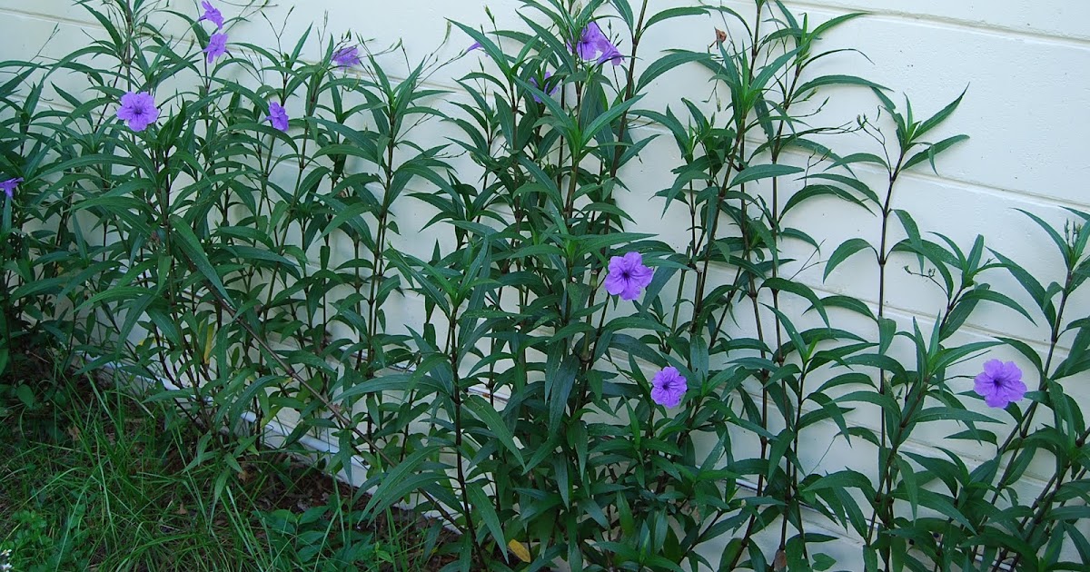 Florida Plants Purple Flowers Native Florida Wildflowers Beach