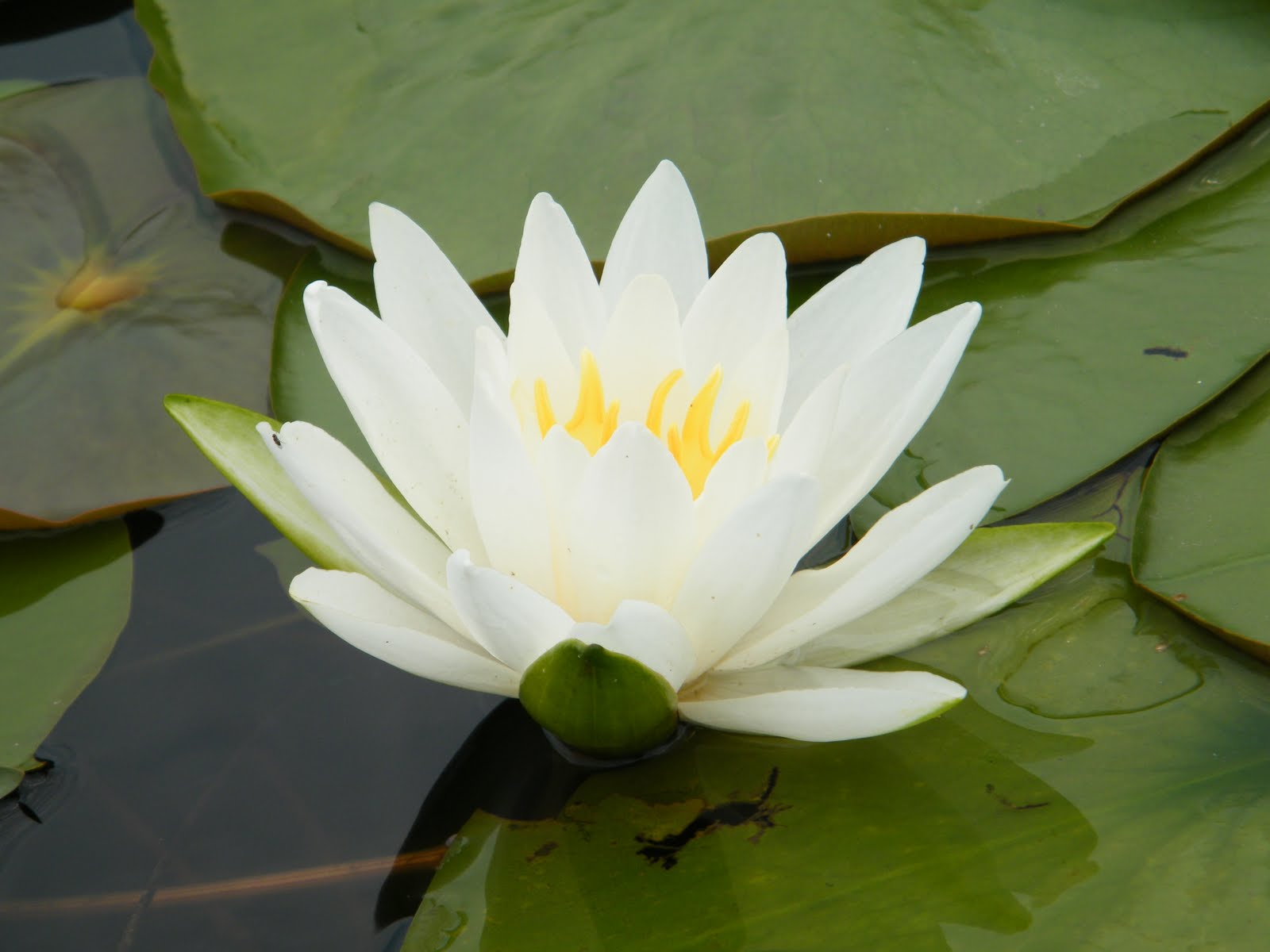 Summer as a Bio Technician Flowers of the Midwest regions, part 1