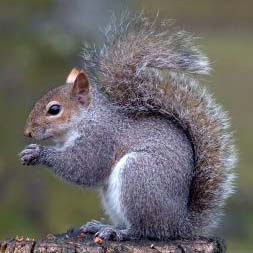 grey%20squirrel.jpg