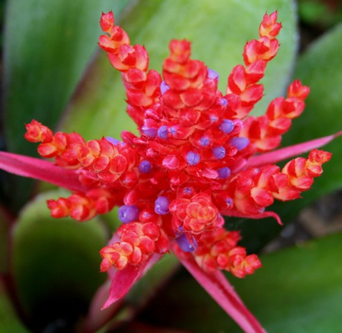 Bromeliad Exotics