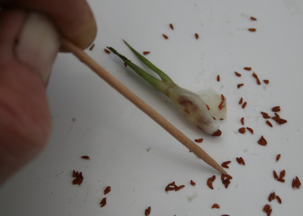 Bromeliad Growing Tips 2 Bromeliad Growing Tips by Brookreflections