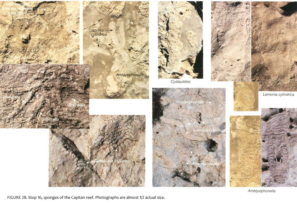 A Walk in the ParkGuadalupe Mountains Fossils