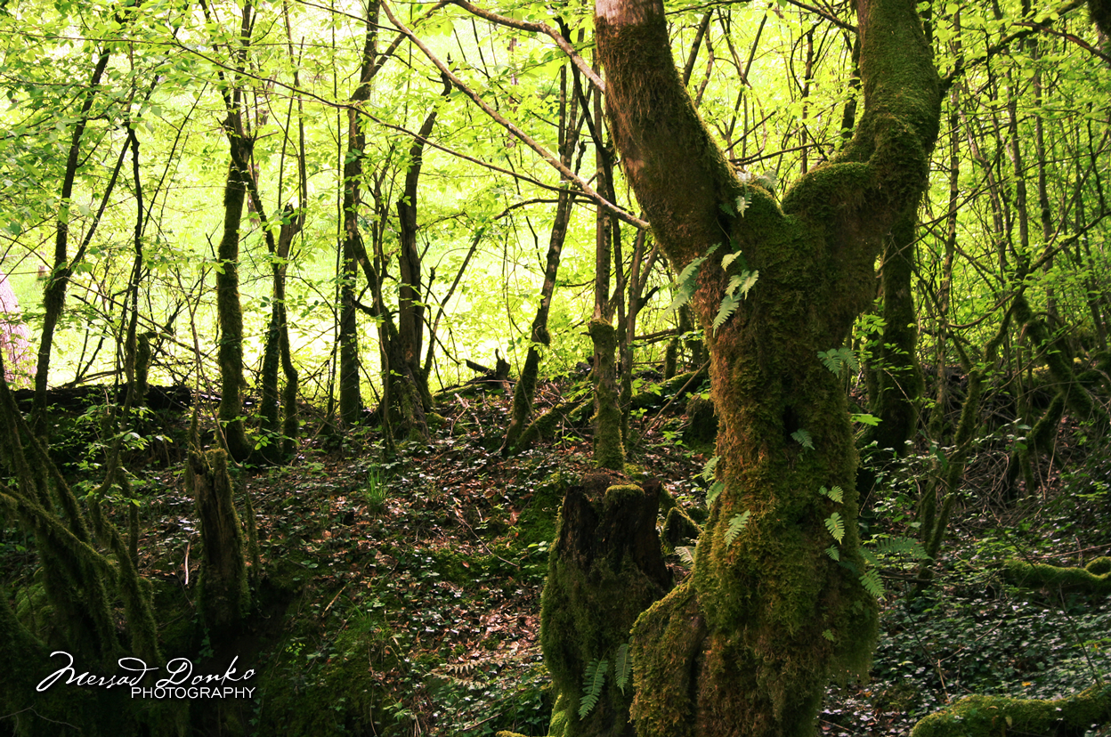 Inside the Woods (Part Two) - Mersad Donko Photography