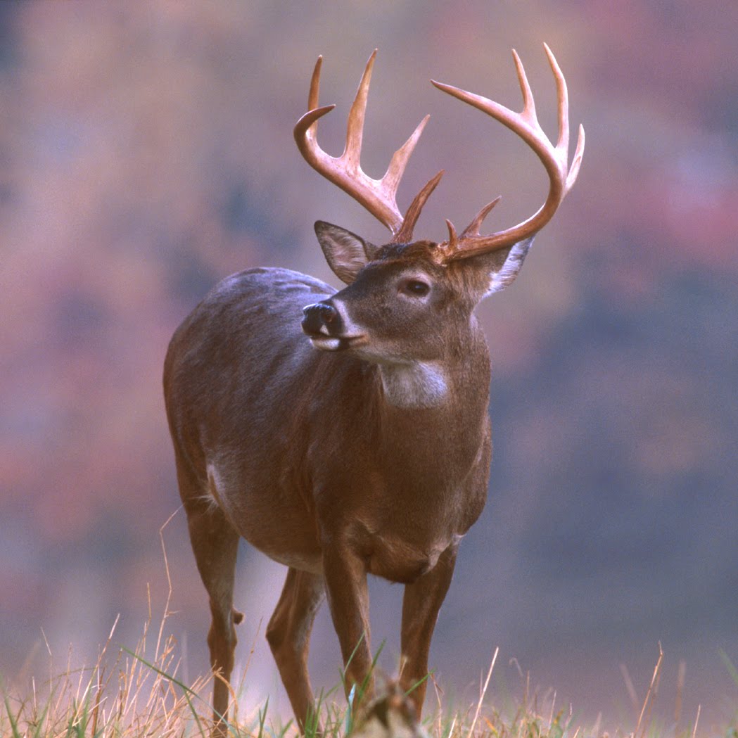 Time to go outside ! Deer Season In Virginia