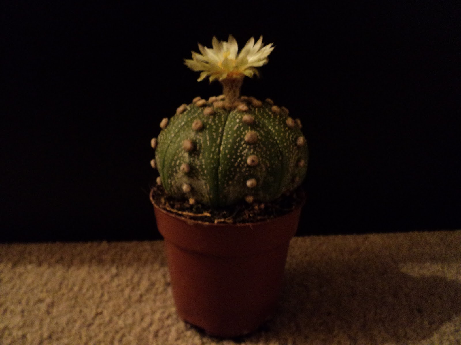 Renzo's Slow Growing Cactus