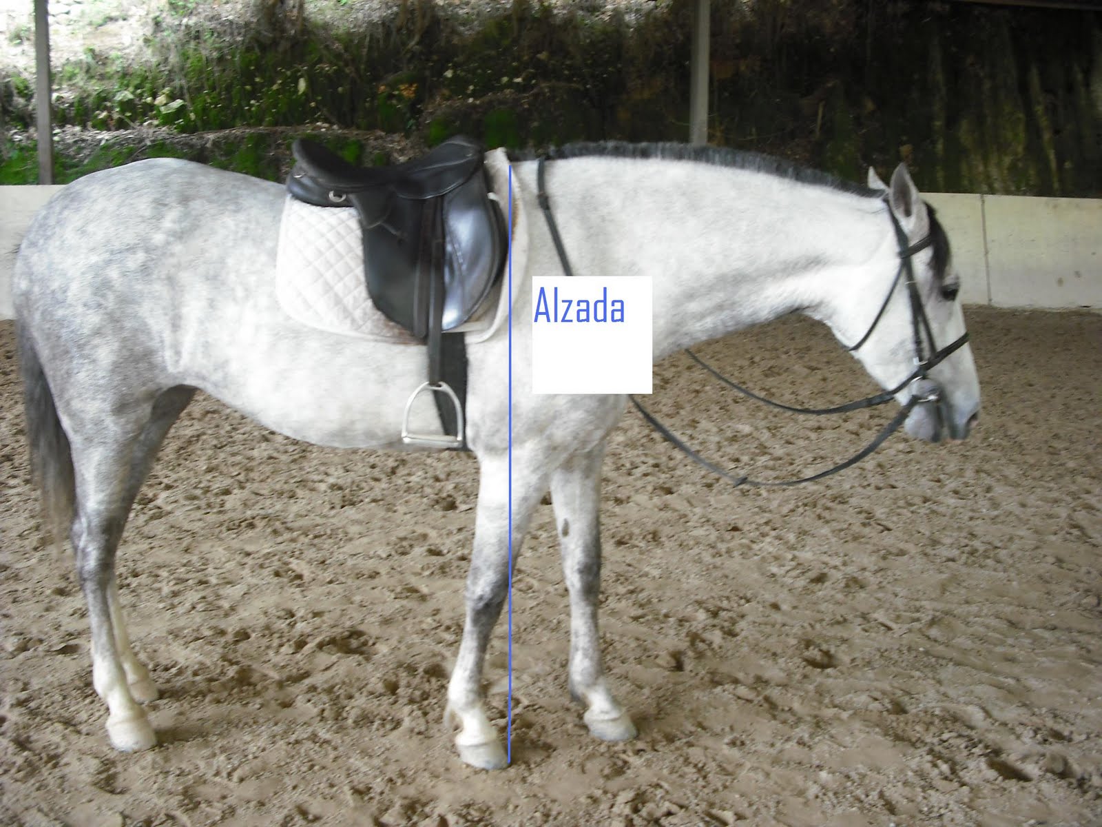 Guía básica del caballo imágenes, enlaces e información. Conceptos sobre la equitación