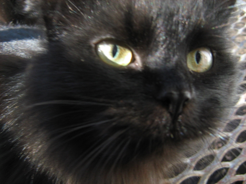 Yellow-Eyed Black Fat Cat — Russian Cats Pictures