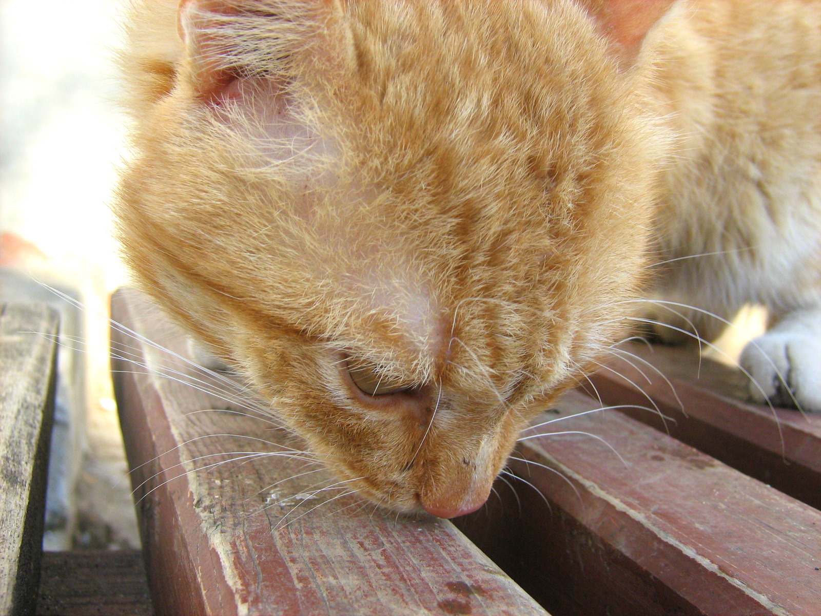 FireRed YellowEyed Cat — Russian Cats Pictures