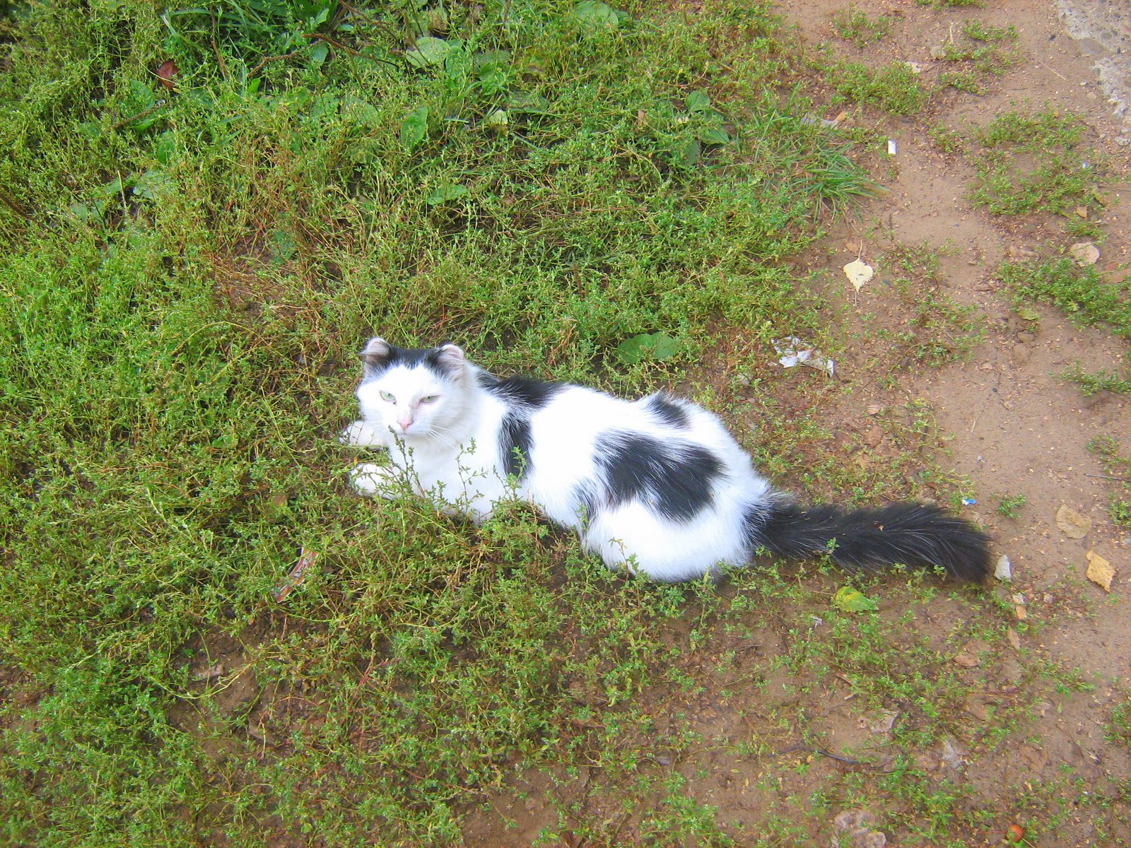 Earless Black and White Cat — Russian Cats Pictures