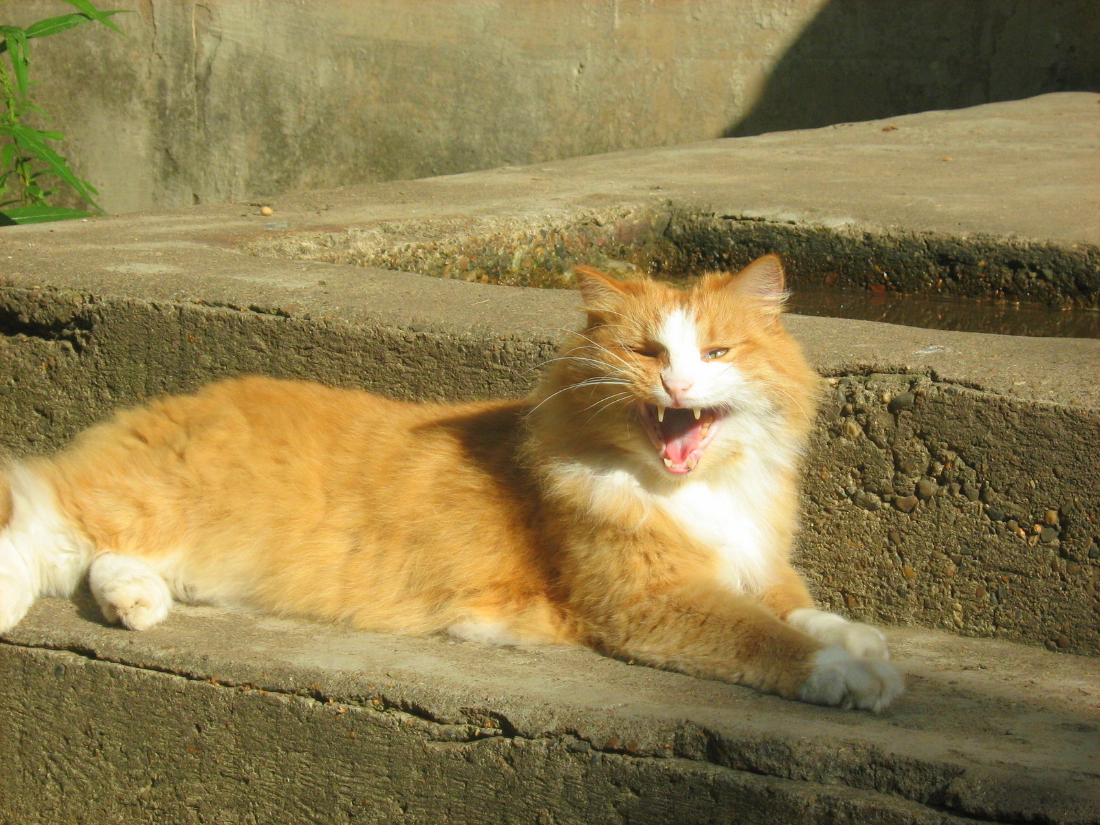 Sunny Ginger Cat — Russian Cats Pictures