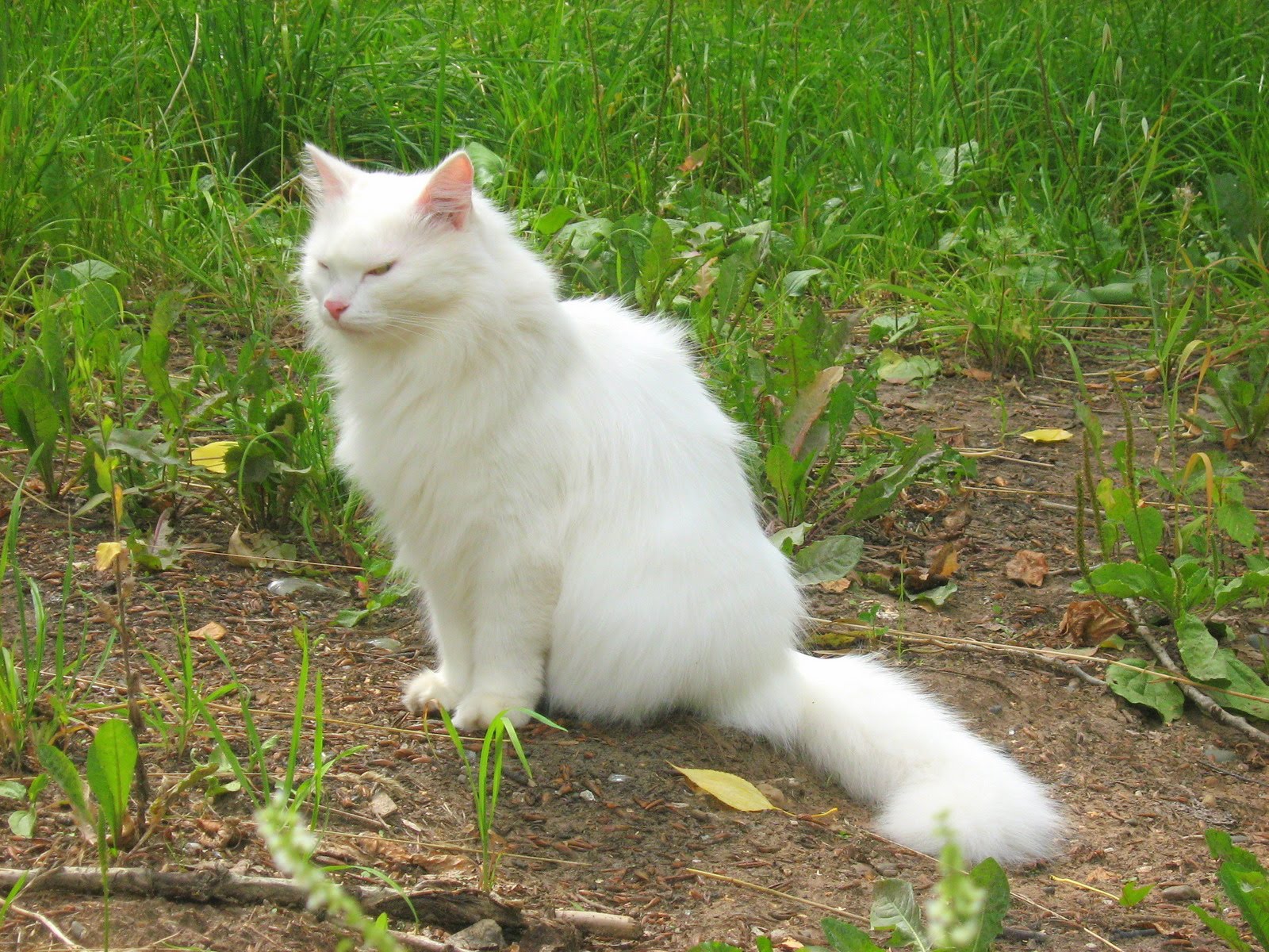 white-fat-cat-5.jpg