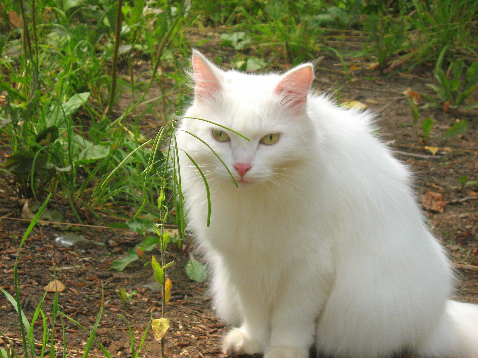 White Fat-Cat — Russian Cats Pictures