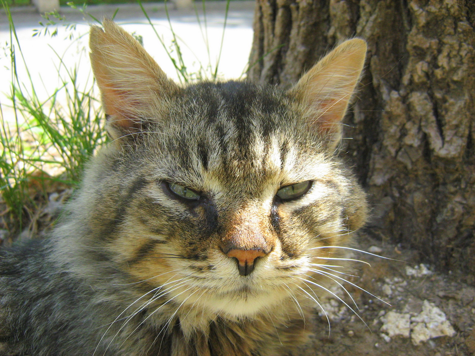 Old Decrepit Cat — Russian Cats Pictures