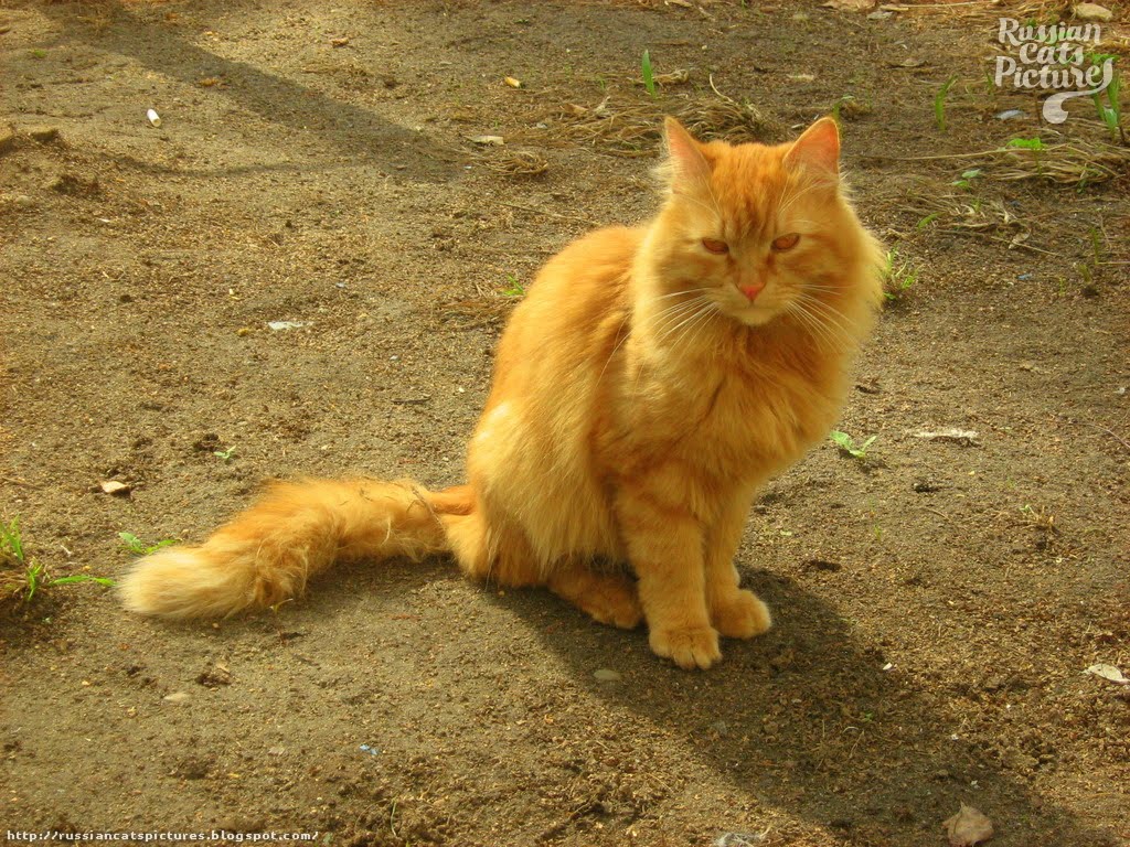 RedEyed Red Mackerel Tabby Sad Cat — Russian Cats Pictures