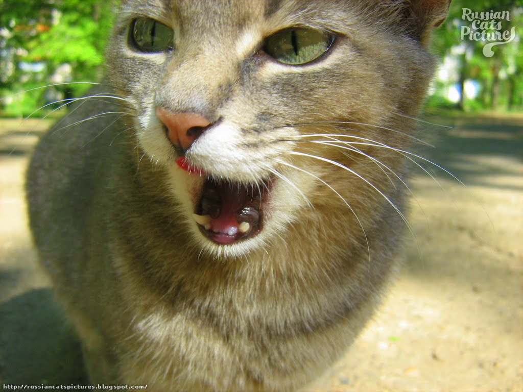 LimeEyed Blue Mackerel Tabby Hungry Kitty — Russian Cats Pictures
